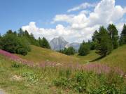 fleurs vers le lac de Pramol 